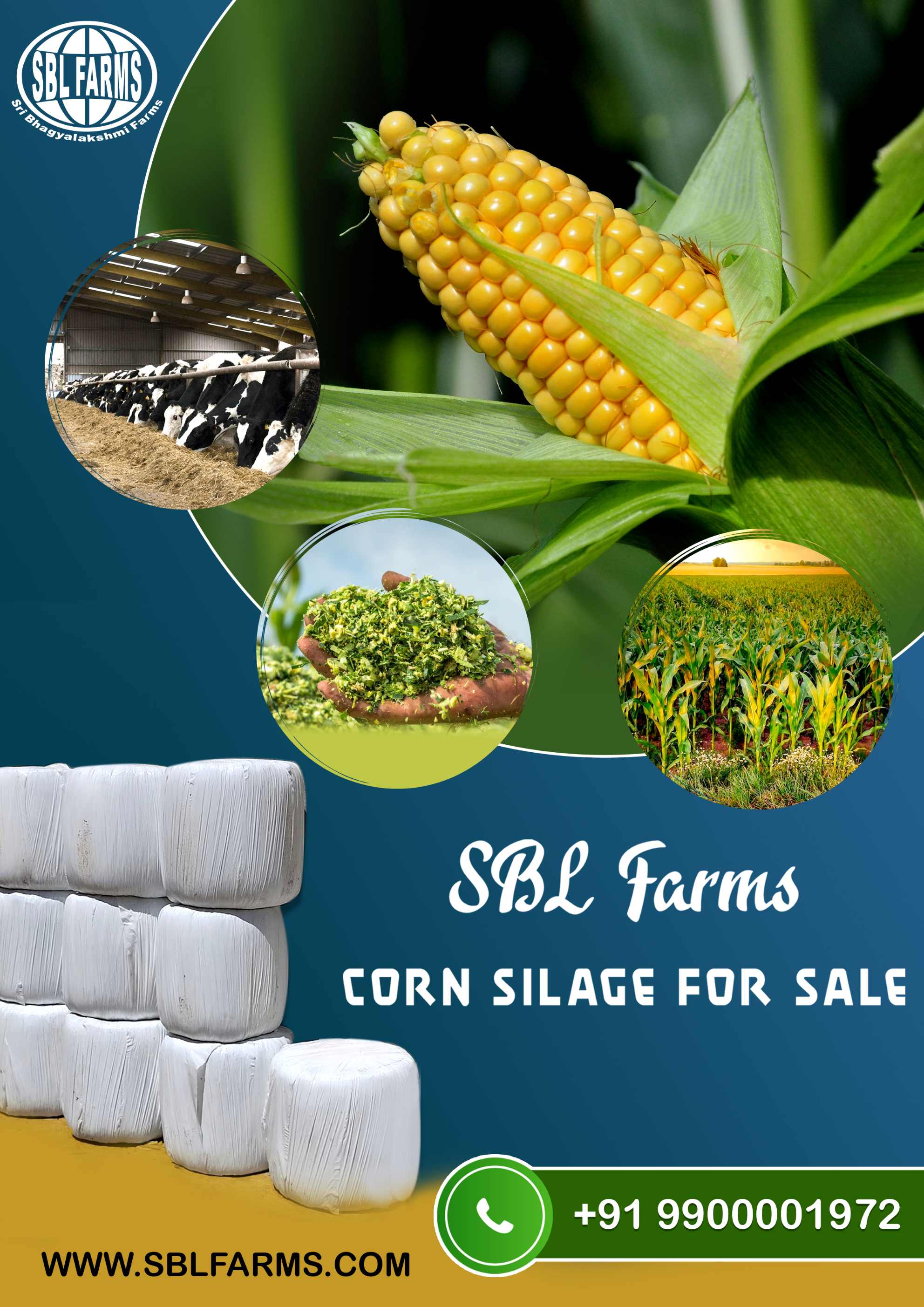 Corn Silage Suppliers in Bangalore | Corn Silage for Sale  |  Corn Silage, Baby Corn Silage manufacturers, suppliers & exporters in Bangalore | corn silage for sale in bangalore |  Sri Bhagyalakshmi Farms Corn Silage Bangalore| Silage Balers | Animal Feed Manufacturers | Production of Silage |Cattle feed manufacturers & suppliers - SBL Farms is solving the biggest fodder crisis in India, by supplying Silage bales, Bailing machines to dairy farmers, Cooperatives, Animal Husbandry | Best Cattle Feed Manufacturers & Silage Suppliers in India | Indias Best Baled Silage Producers